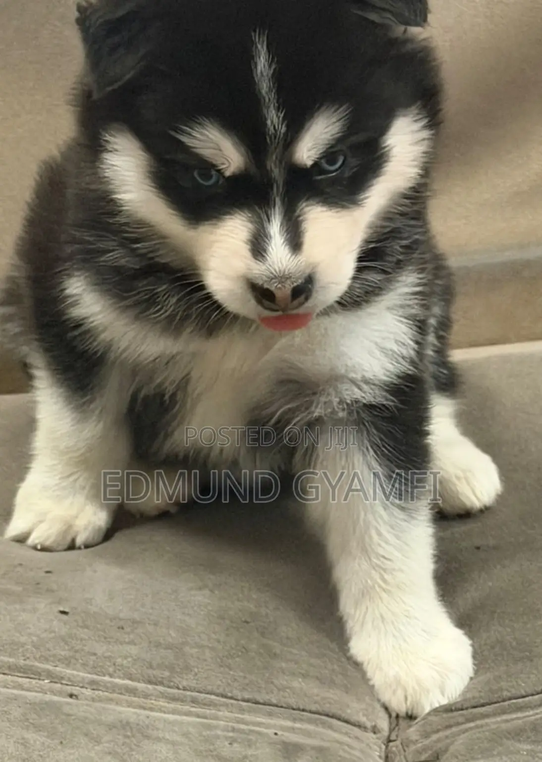 1-3 months Female Purebred Siberian Husky