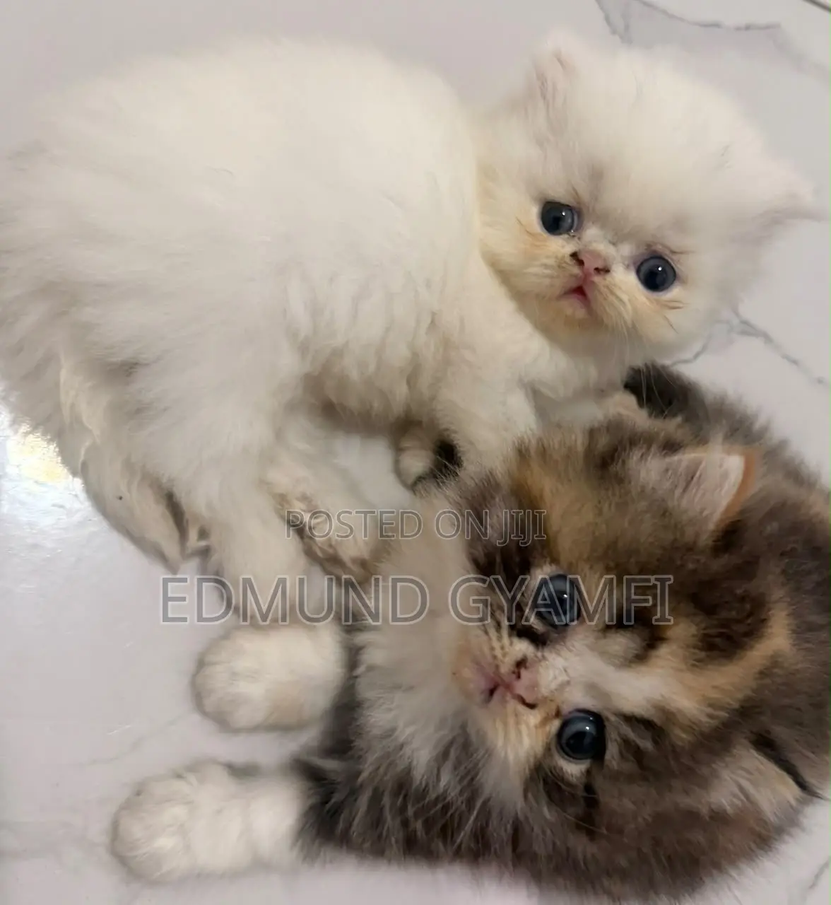1-3 months Male Purebred Persian