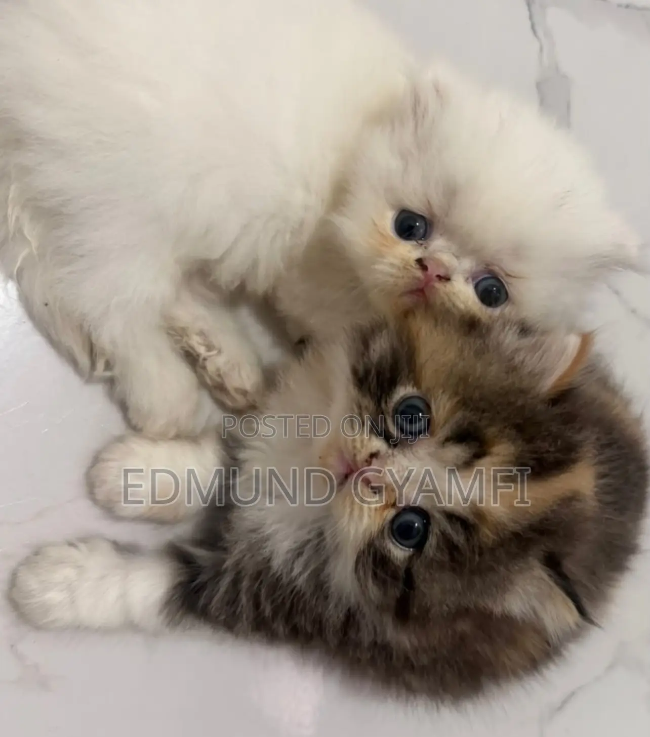 1-3 months Male Purebred Persian