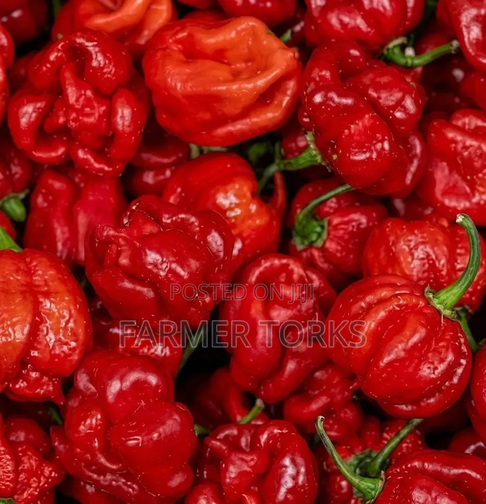 Scorch Pepper