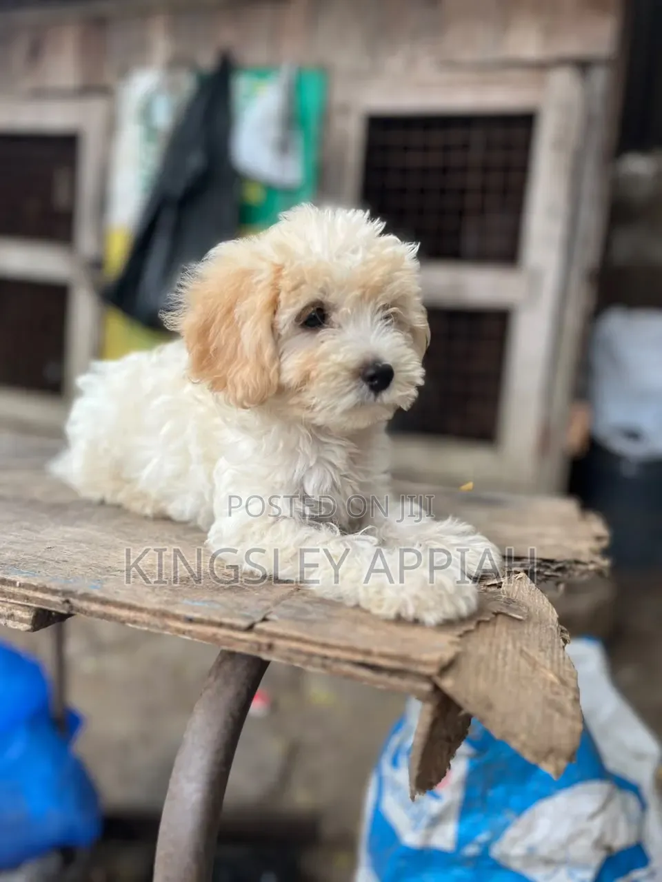 1-3 months Female Purebred Poodle