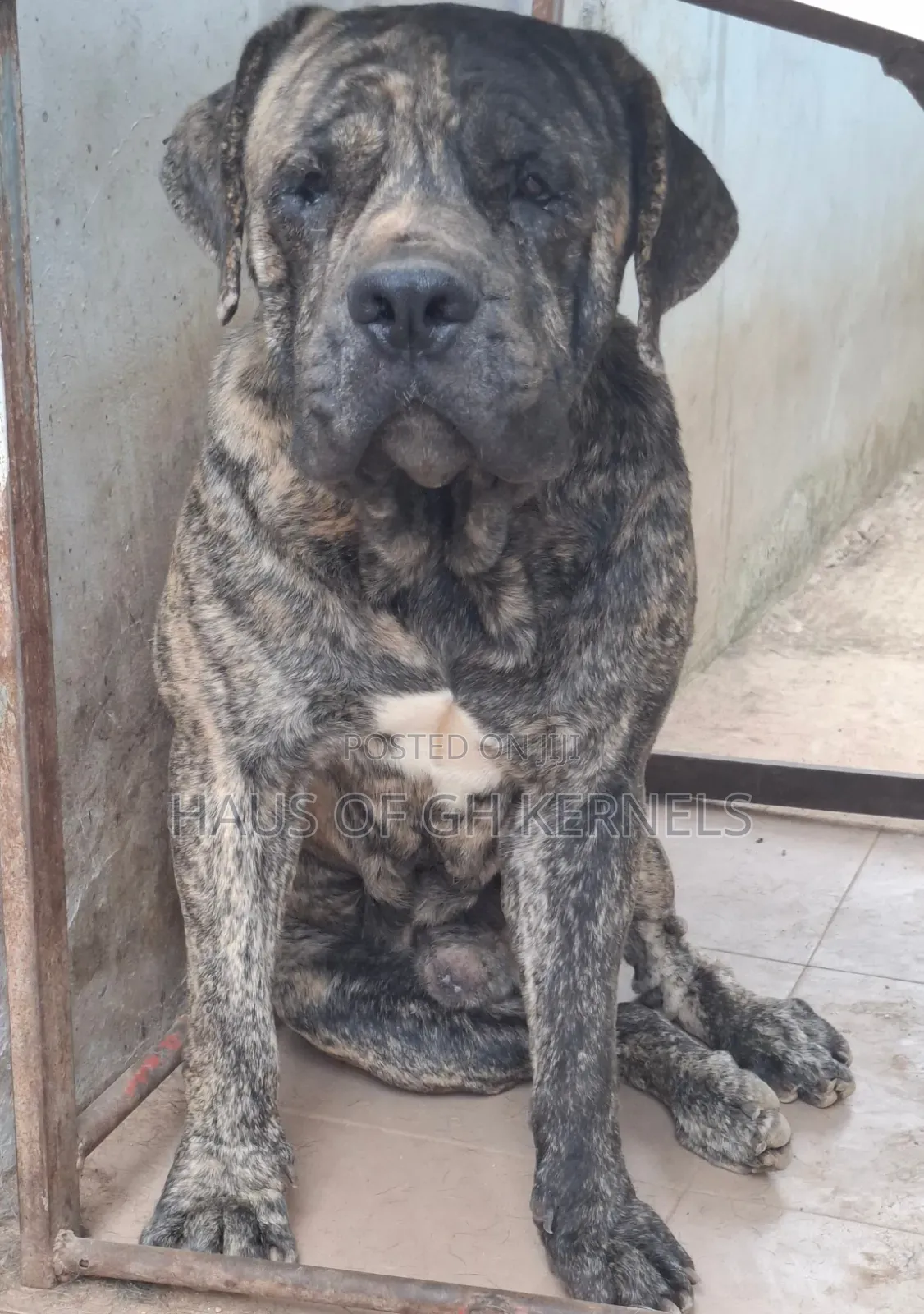1+ year Male Purebred Boerboel