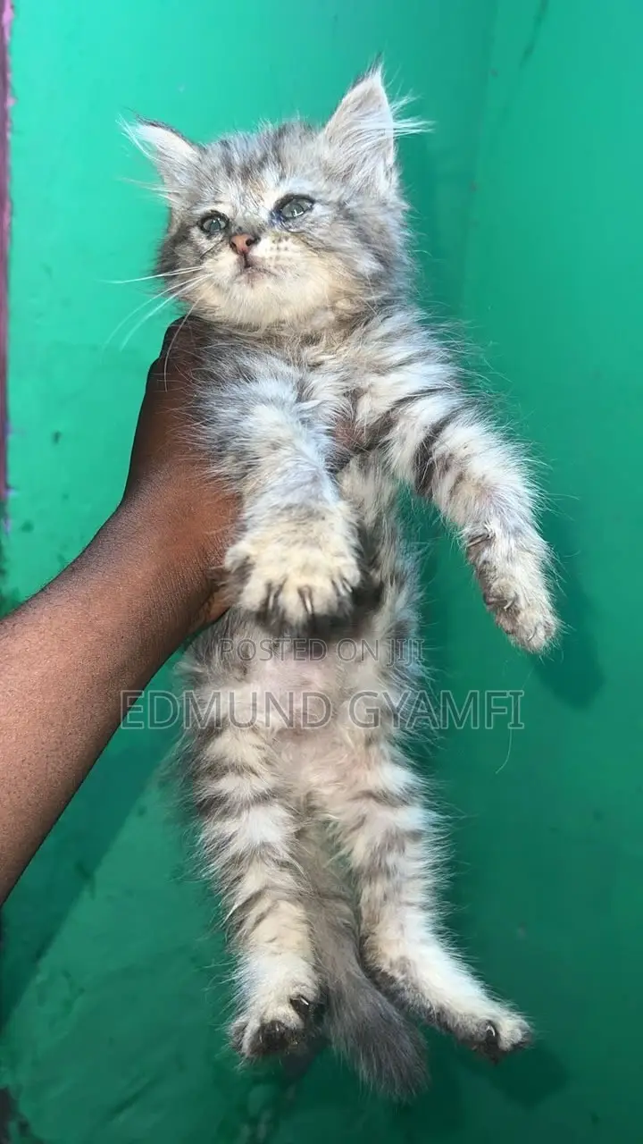 1-3 months Male Purebred Maine Coon