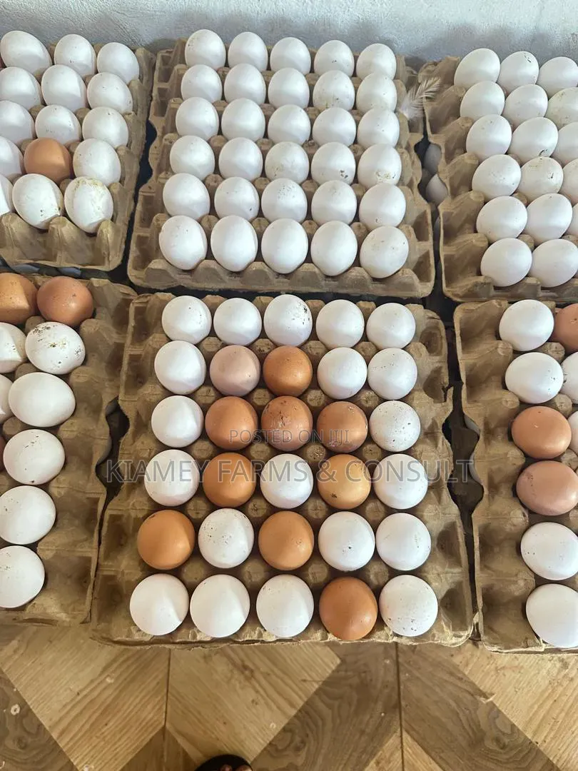 Chicken Eggs
