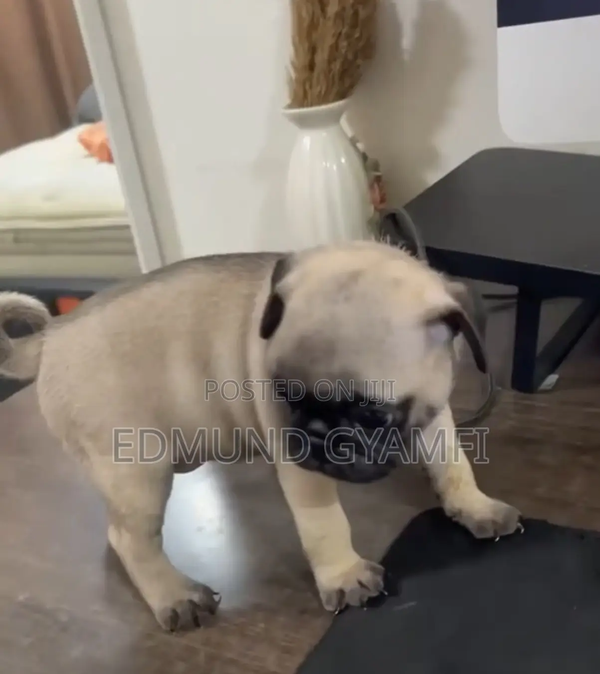 1-3 months Female Purebred Pug