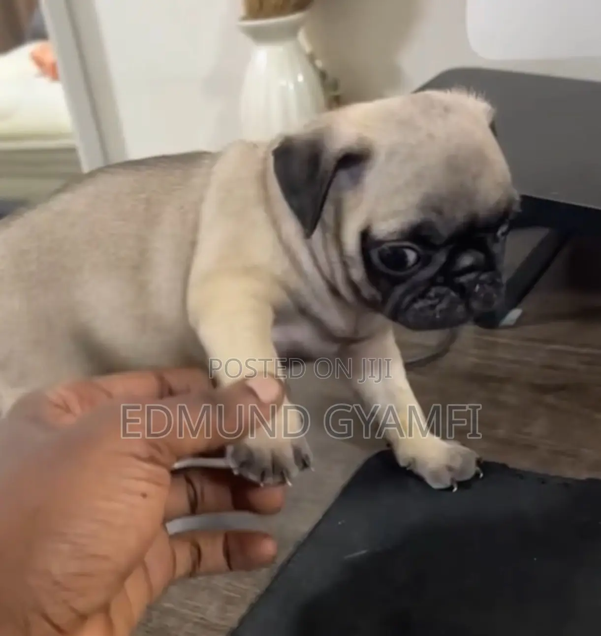 1-3 months Female Purebred Pug