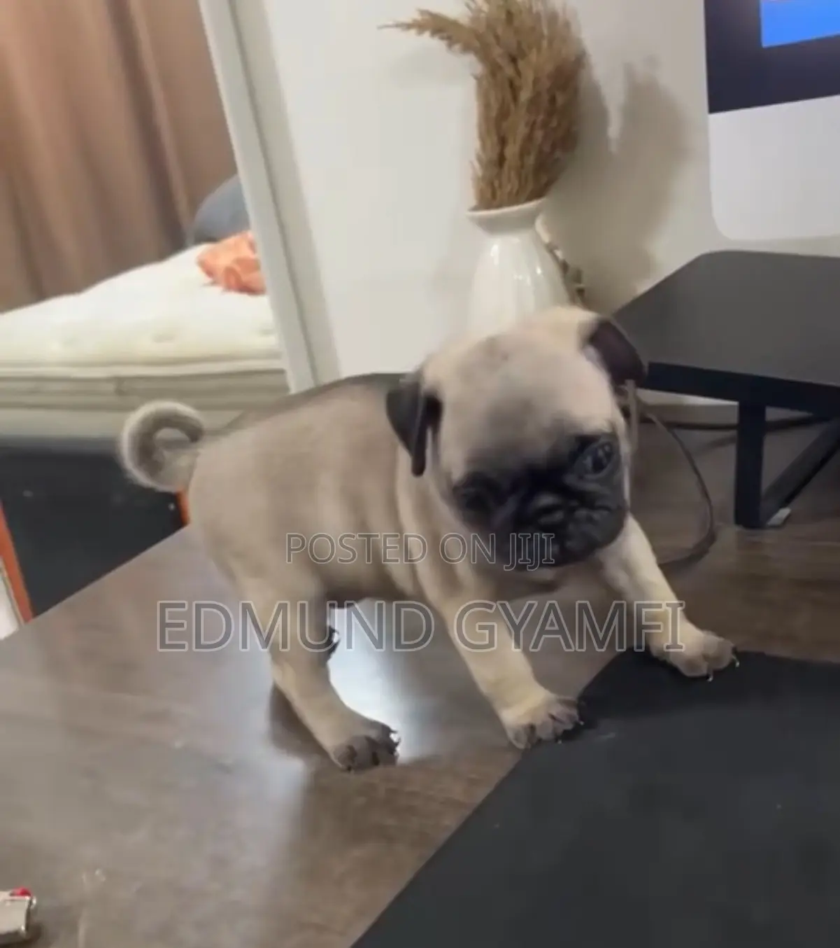 1-3 months Female Purebred Pug