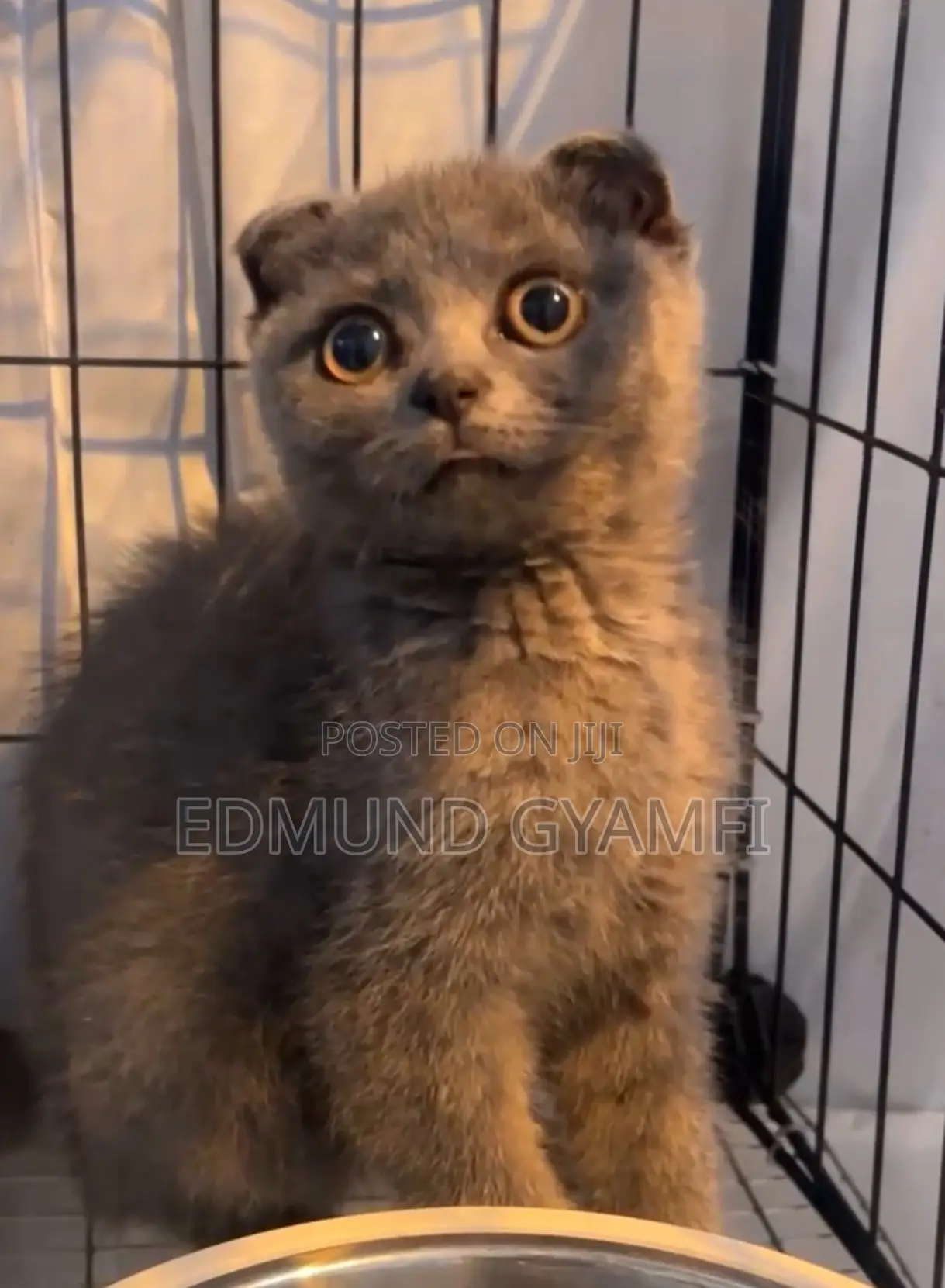 1-3 months Male Purebred Scottish Fold