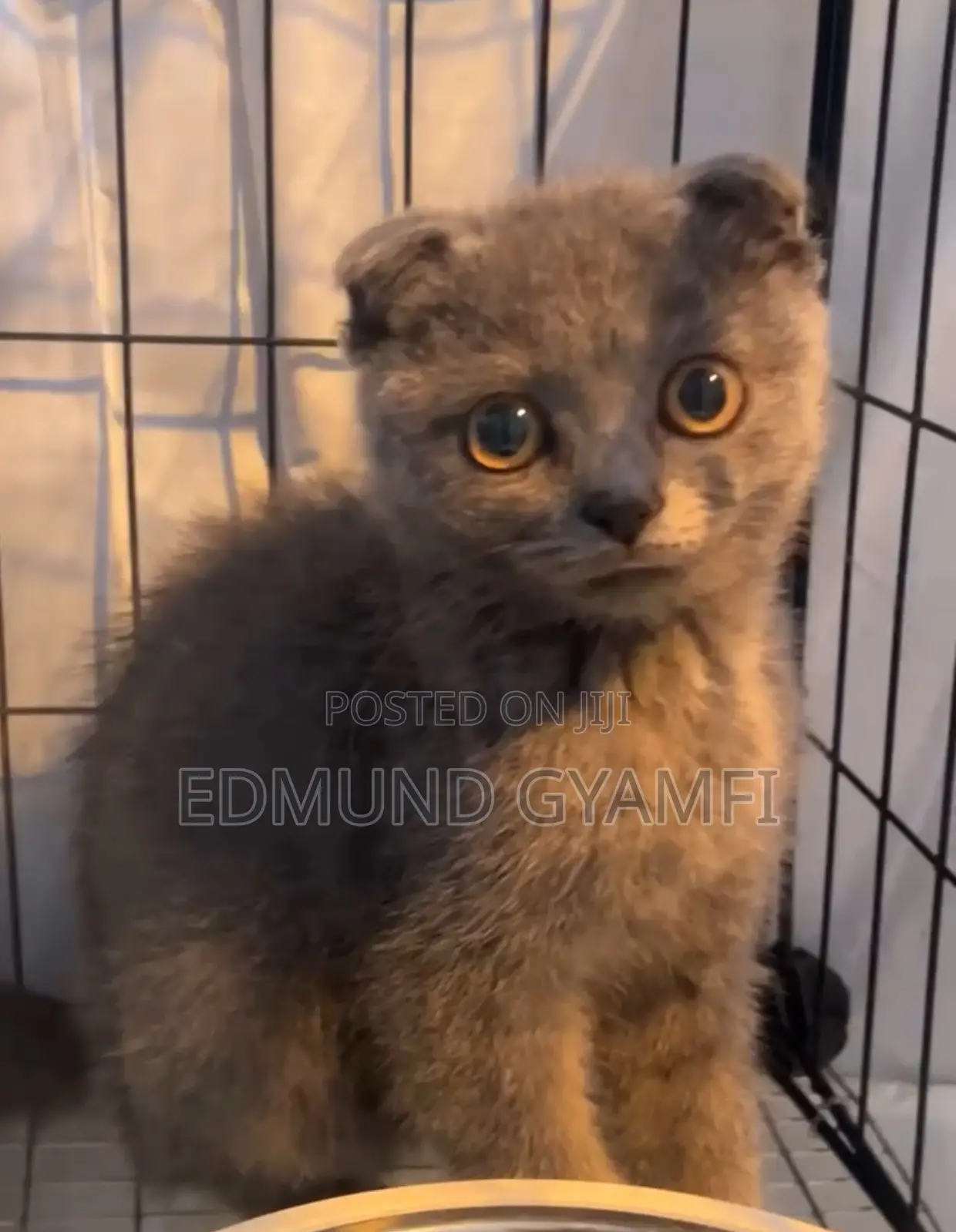 1-3 months Male Purebred Scottish Fold
