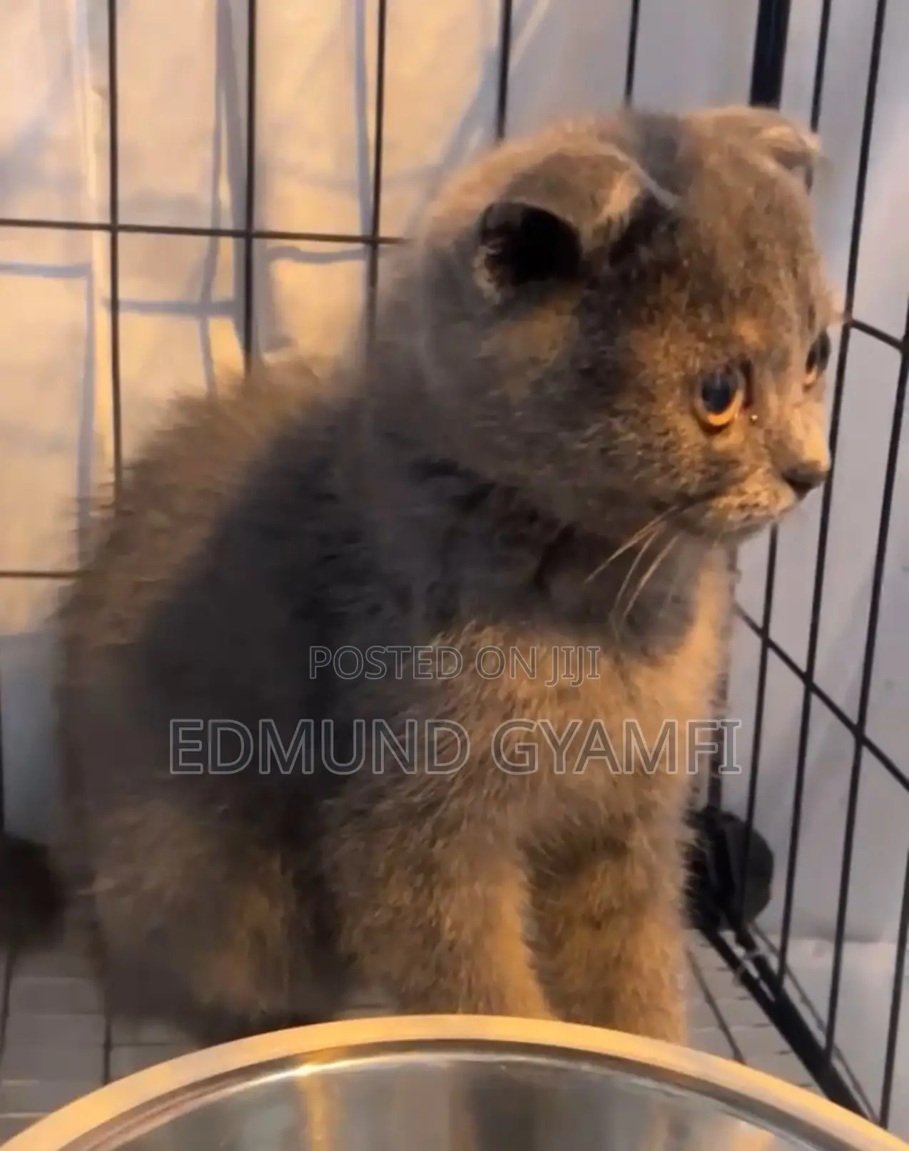1-3 months Male Purebred Scottish Fold