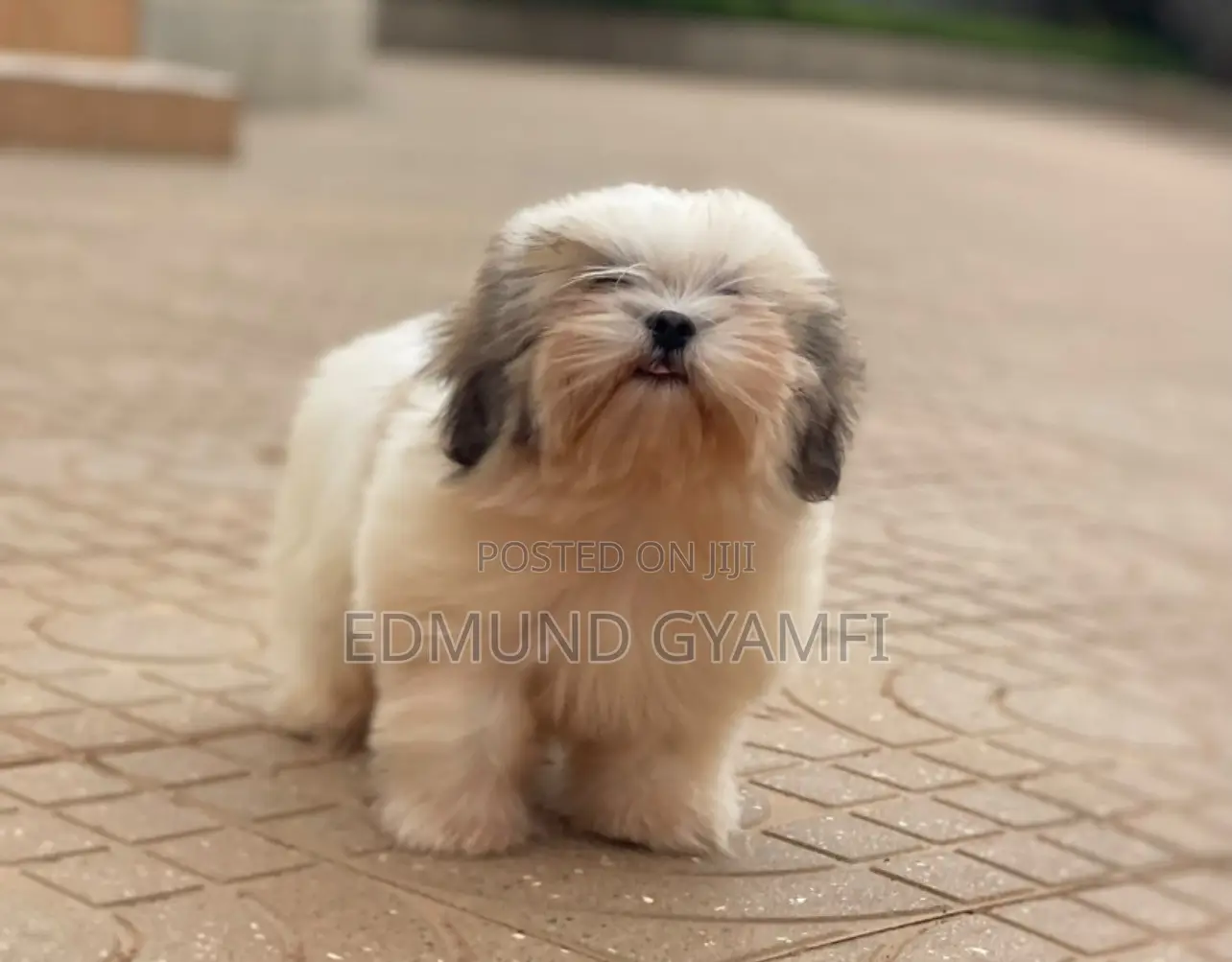 1-3 months Male Purebred Shih Tzu