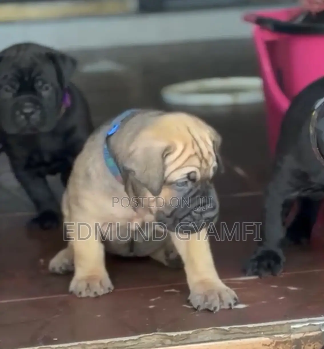 1-3 months Female Purebred Boerboel