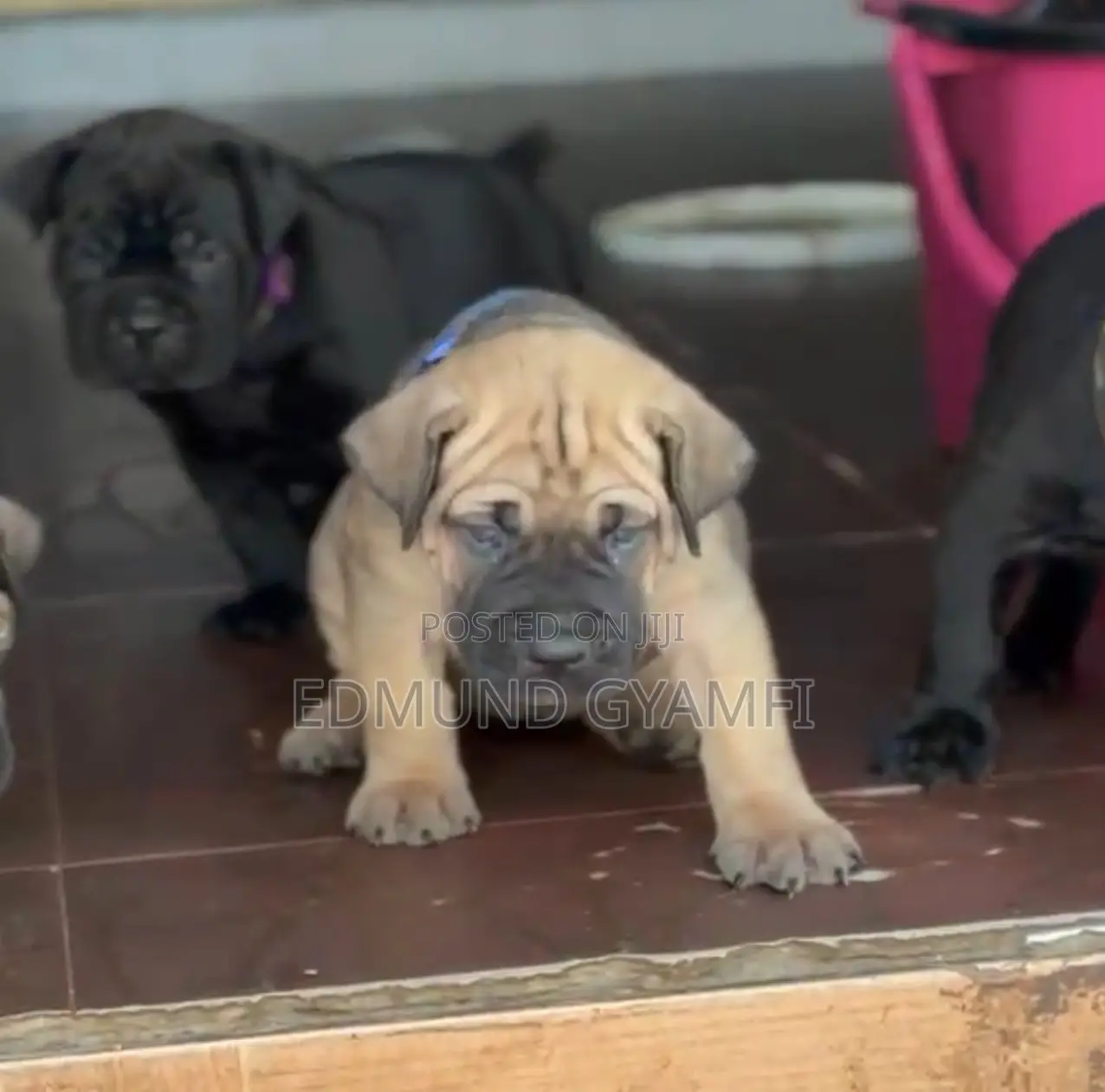 1-3 months Female Purebred Boerboel
