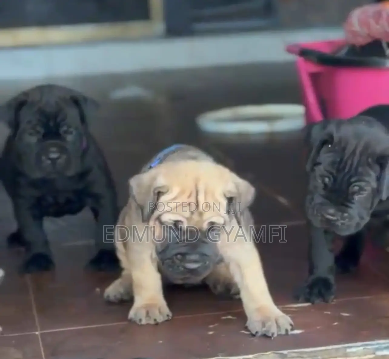 1-3 months Female Purebred Boerboel