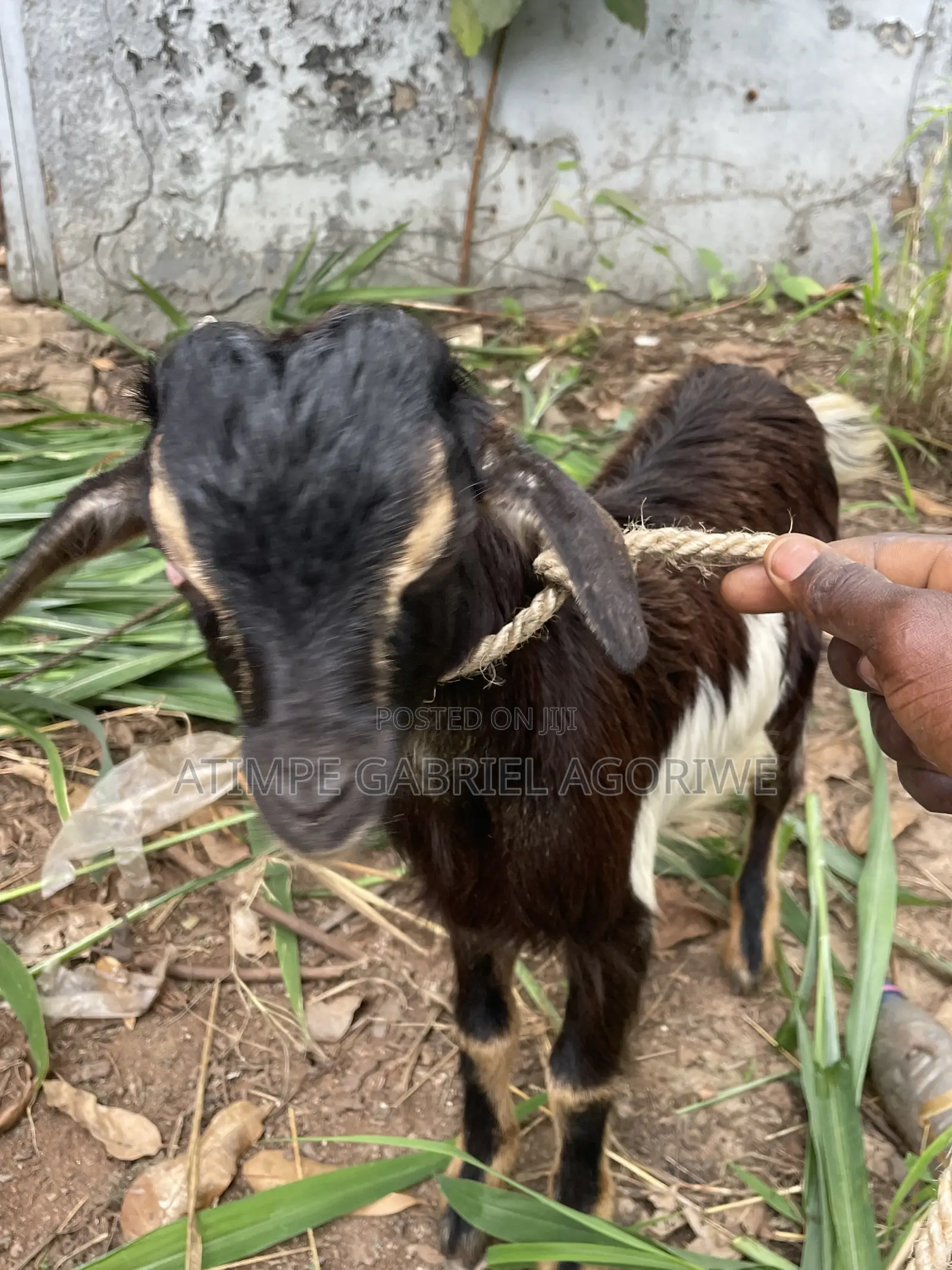 Healthy Billy Goat