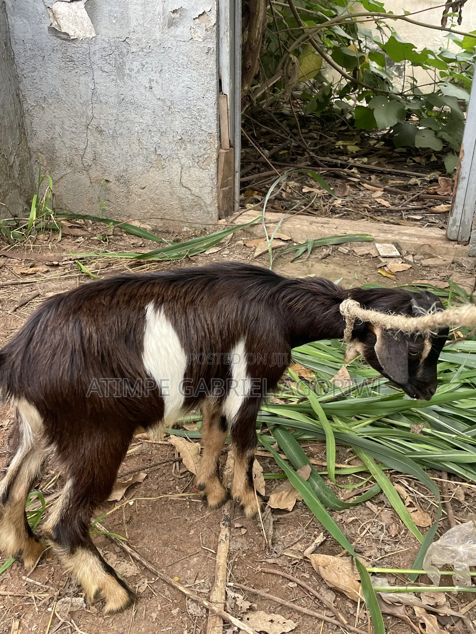 Healthy Billy Goat