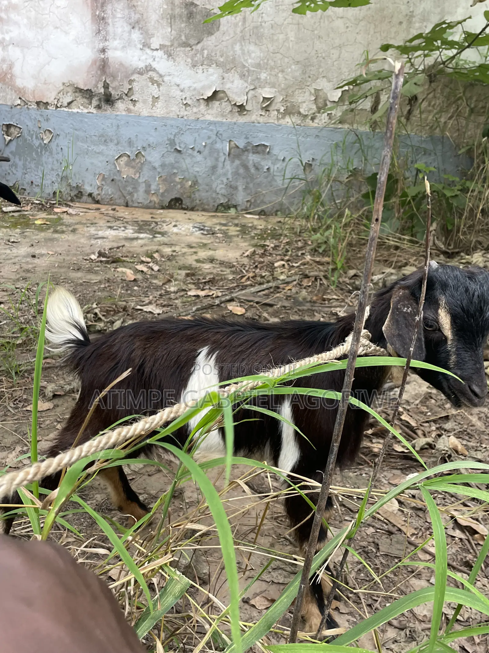 Healthy Billy Goat