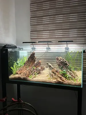 Iwagumi Style Aquarium