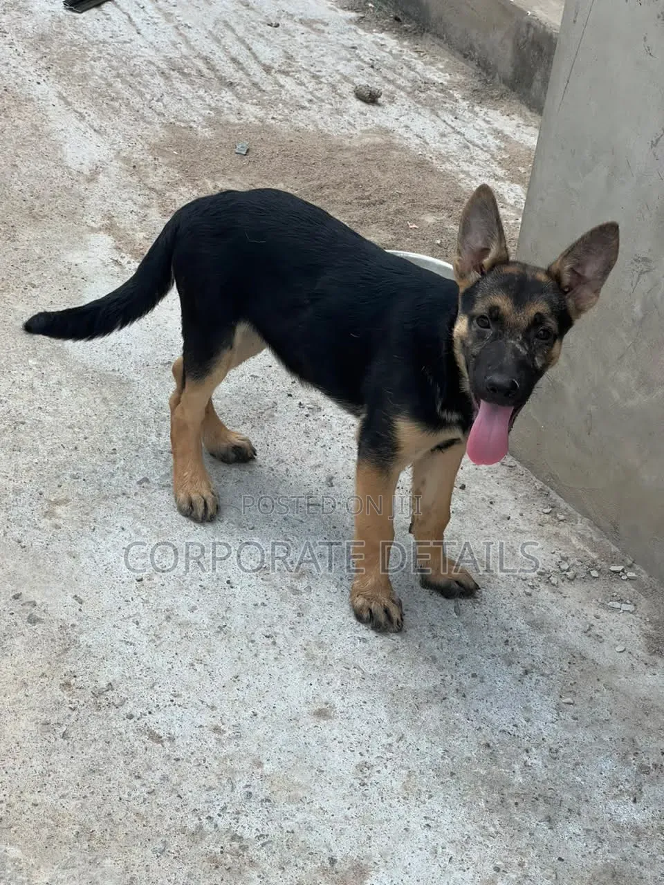 1-3 months Male Purebred German Shepherd