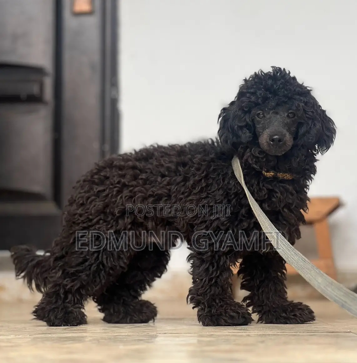 6-12 months Male Purebred Poodle