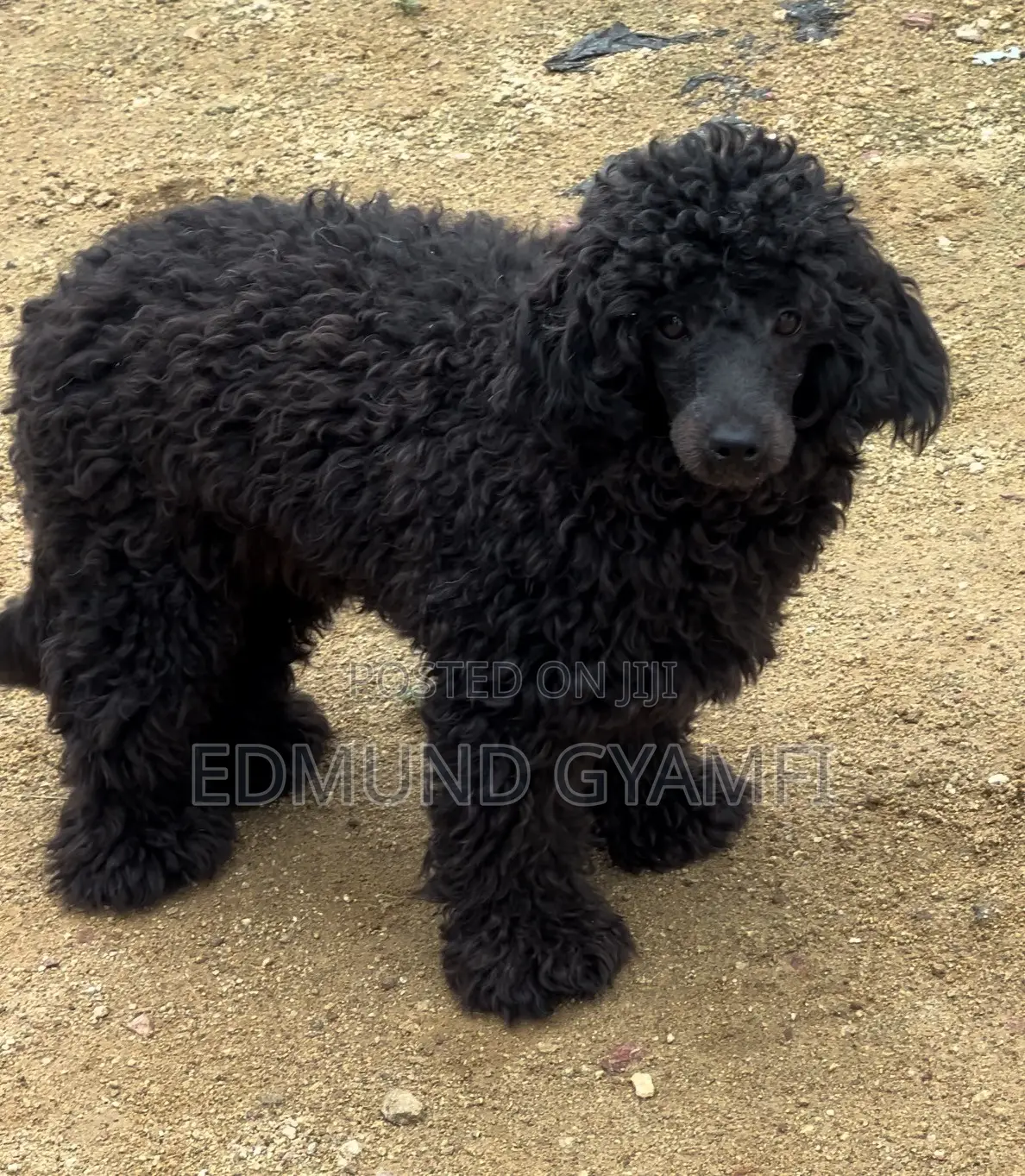 6-12 months Male Purebred Poodle