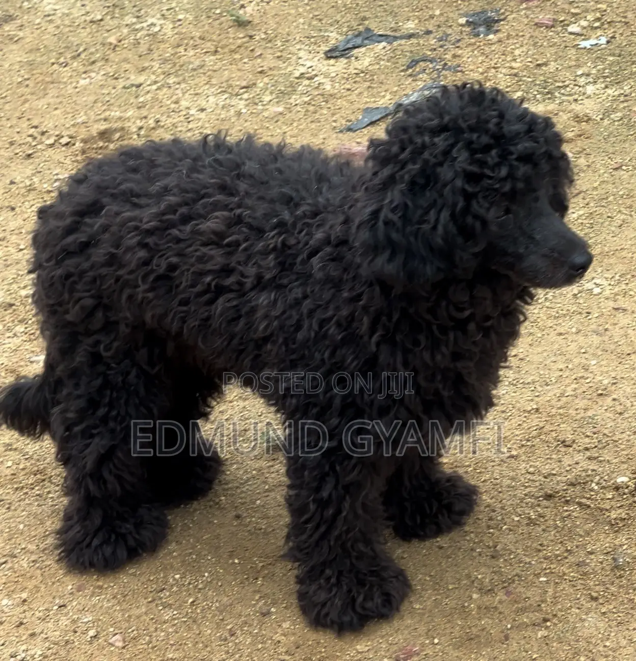 6-12 months Male Purebred Poodle