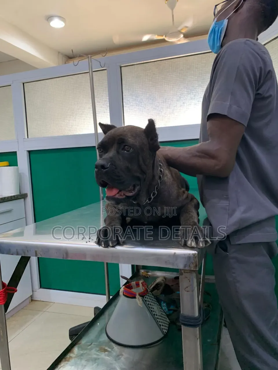 1-3 months Male Purebred Cane Corso
