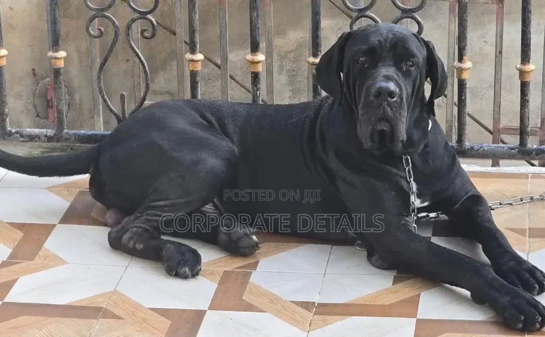1-3 months Male Purebred Cane Corso