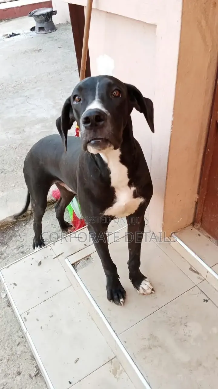 6-12 months Male Purebred Great Dane
