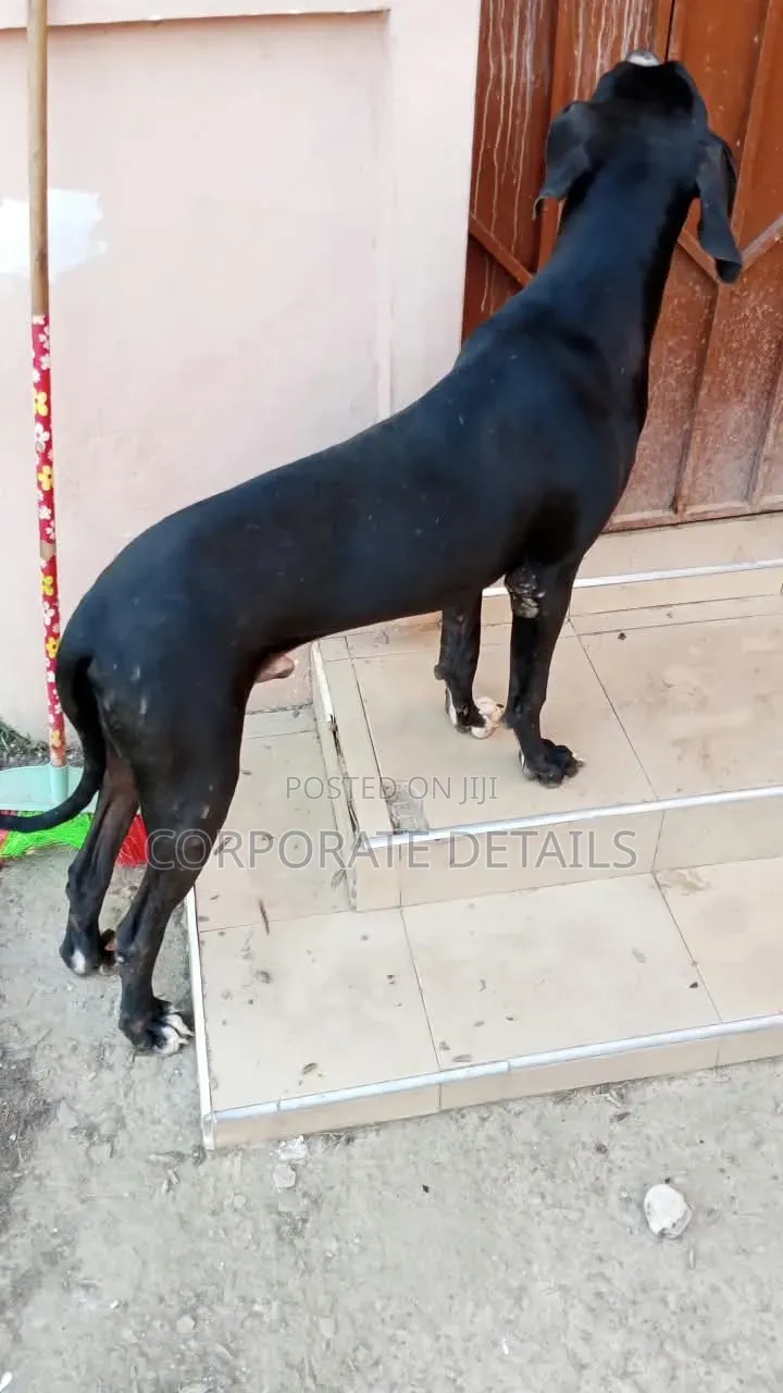 6-12 months Male Purebred Great Dane