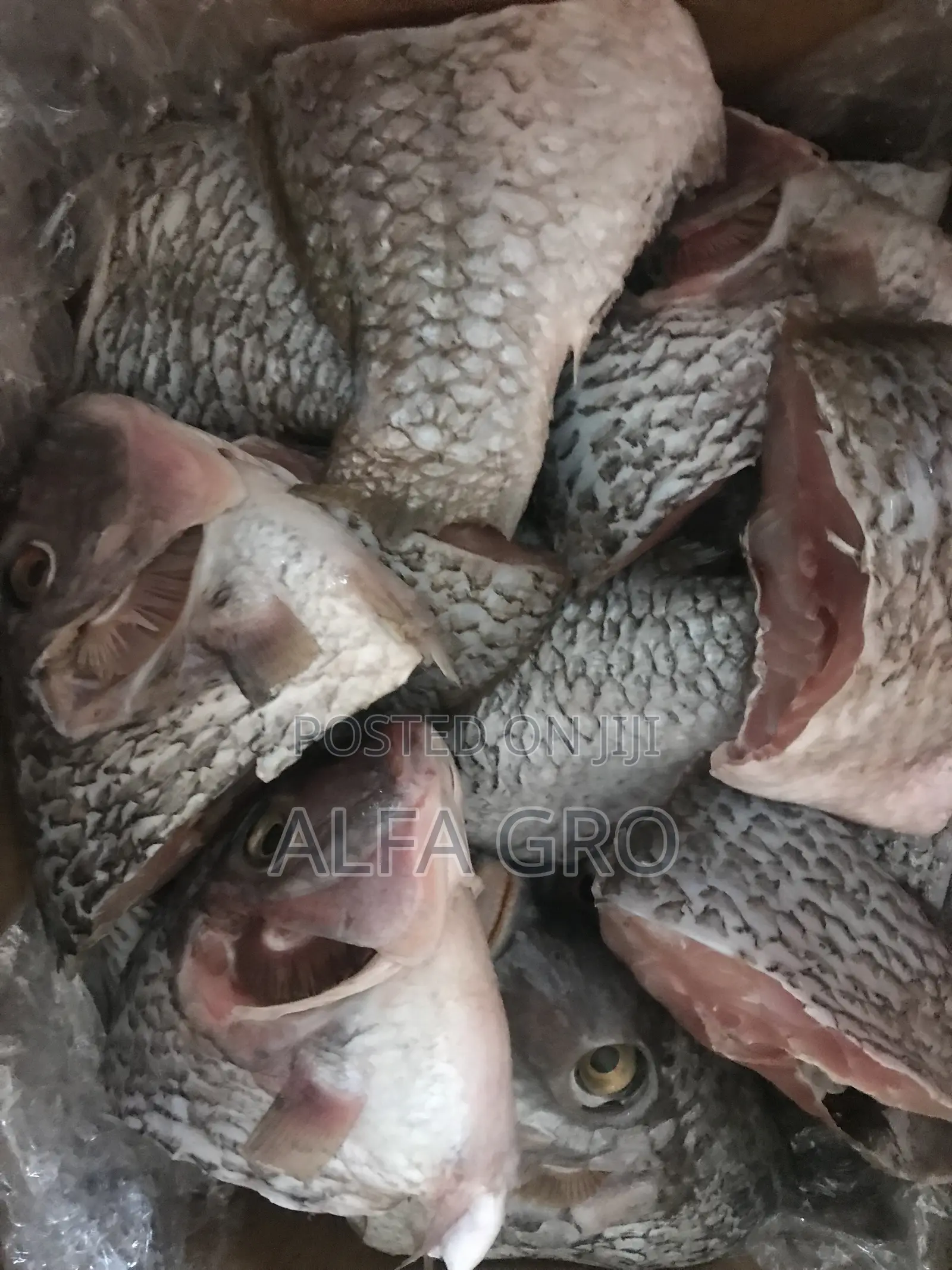 Fresh Cut Tilapia