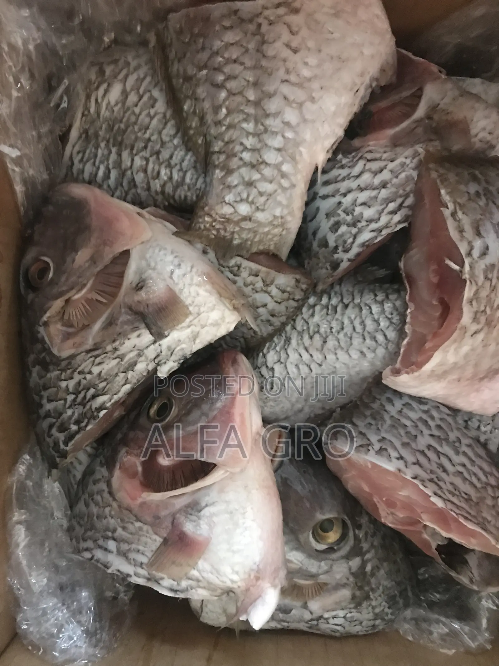 Fresh Cut Tilapia