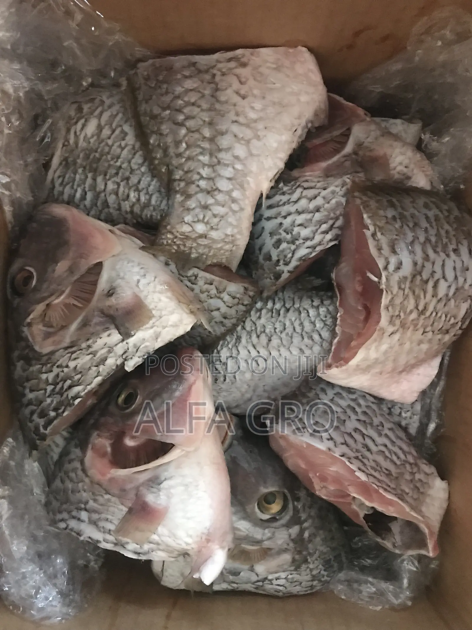 Fresh Cut Tilapia