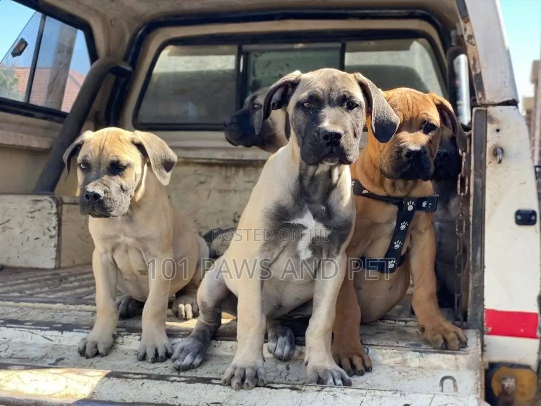 1-3 months Female Purebred Boerboel