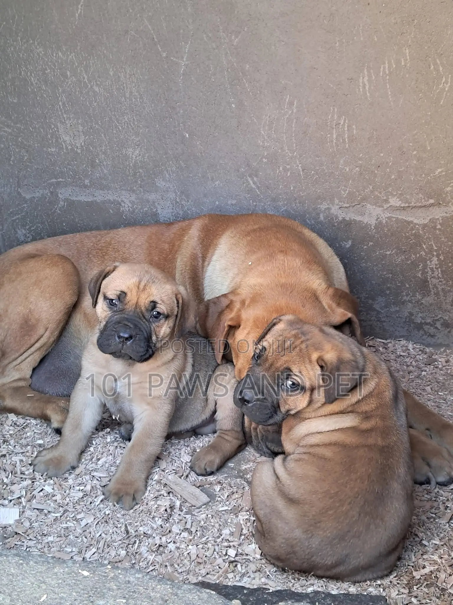 1-3 months Male Purebred Boerboel