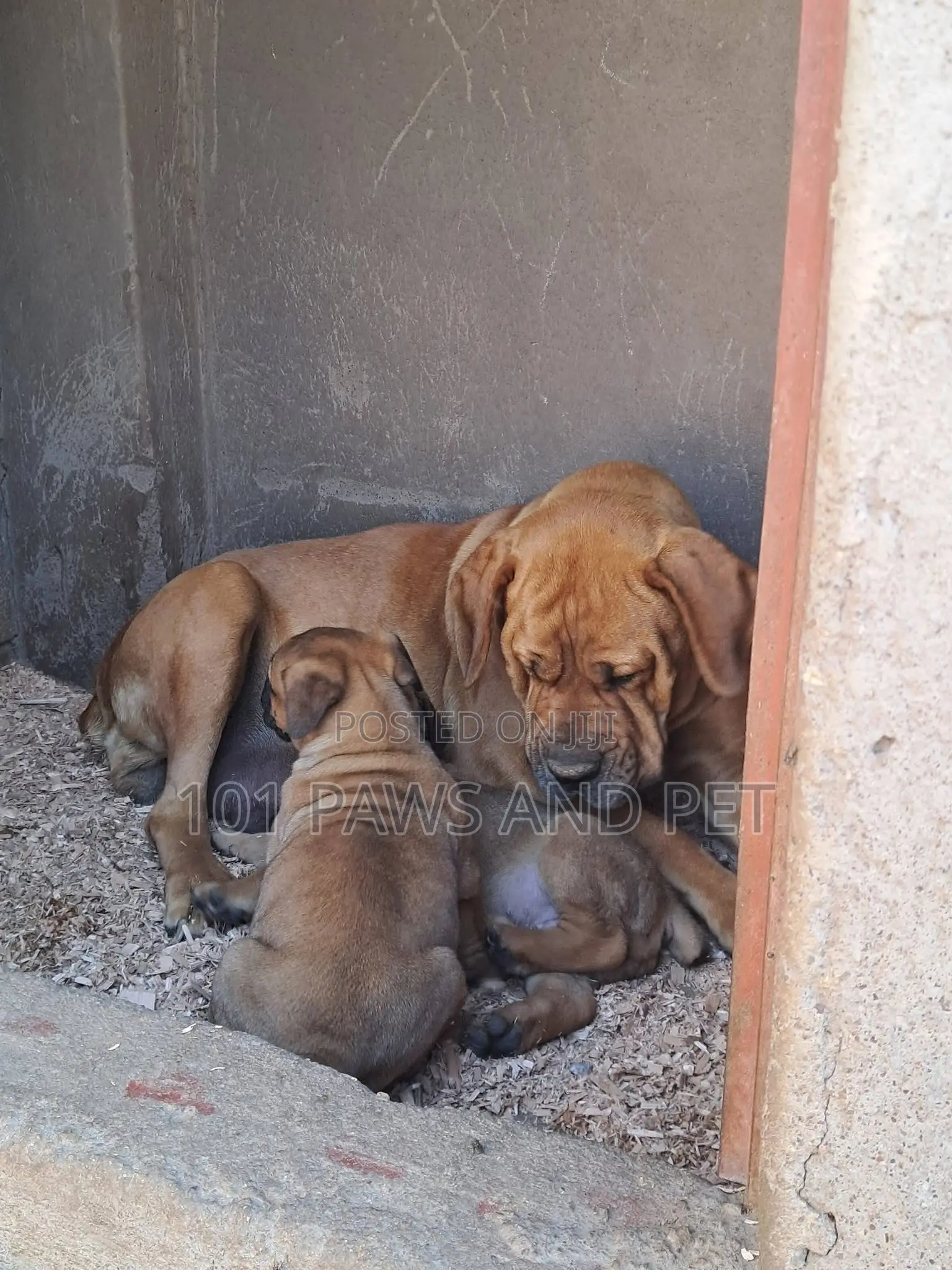 1-3 months Male Purebred Boerboel