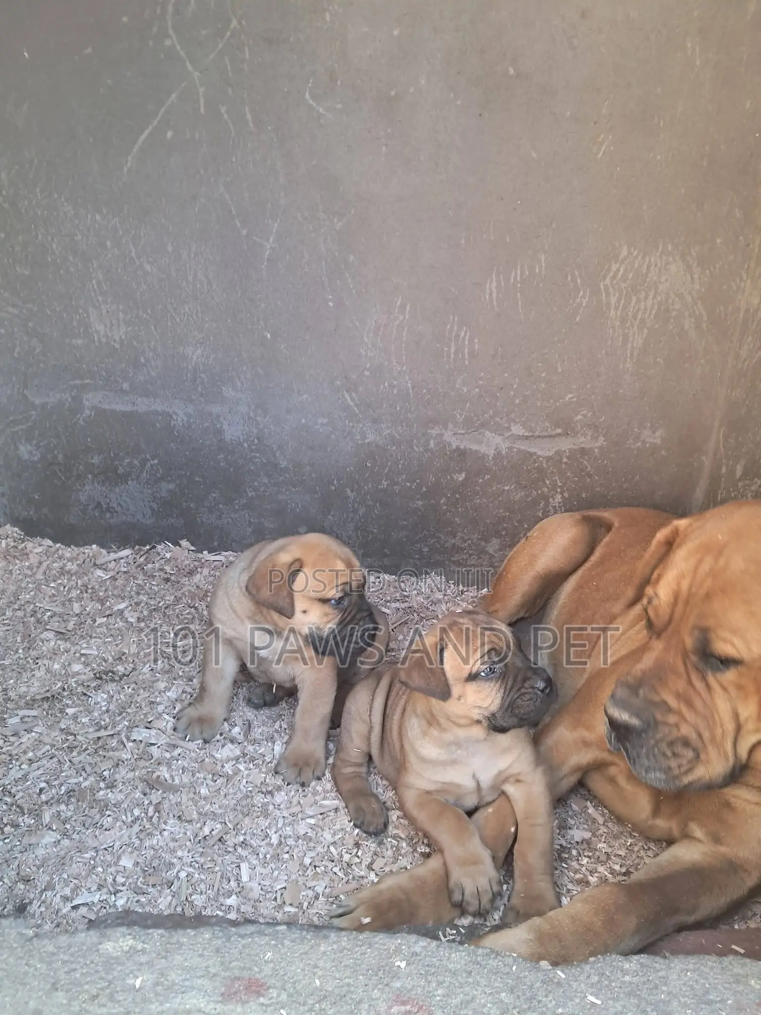 1-3 months Male Purebred Boerboel