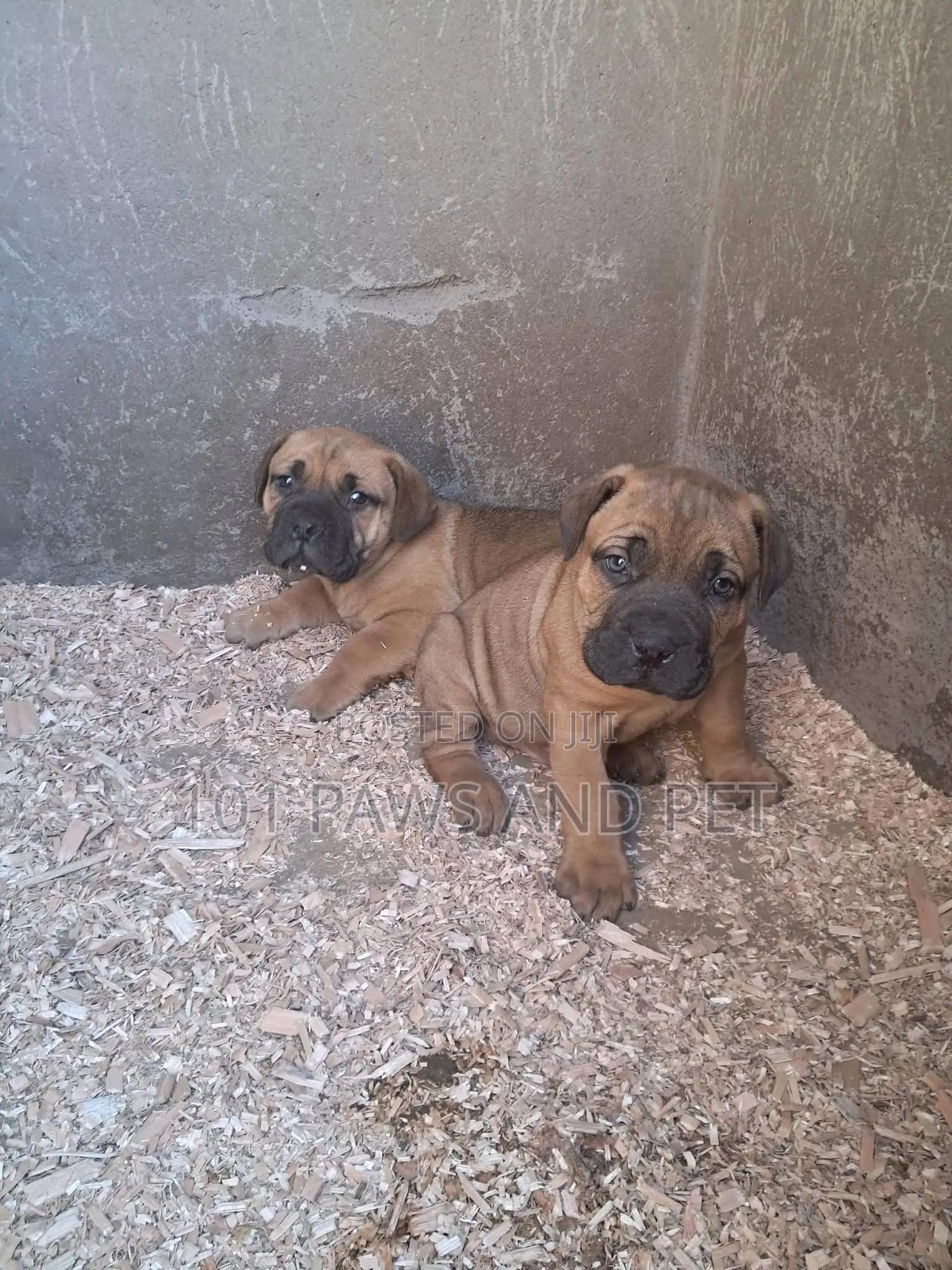 1-3 months Male Purebred Boerboel