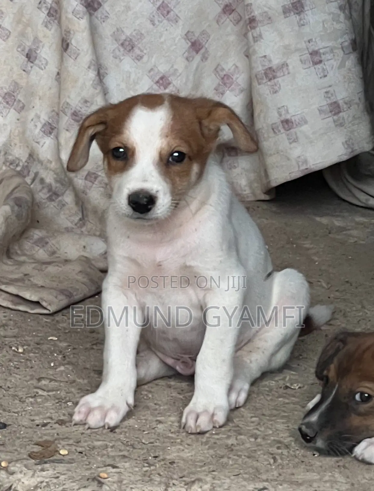 1-3 months Male Purebred Mongrel (No Breed)