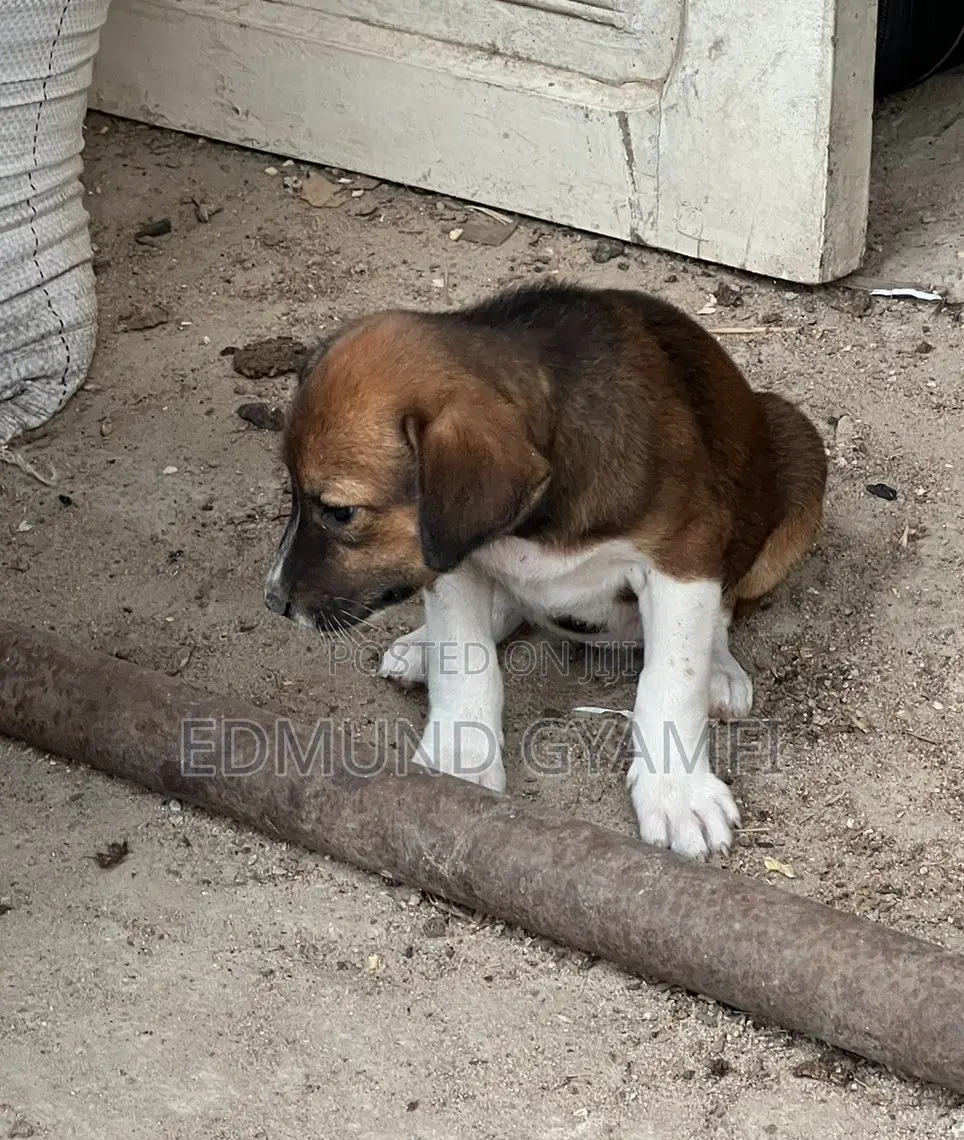 1-3 months Female Purebred Mongrel (No Breed)