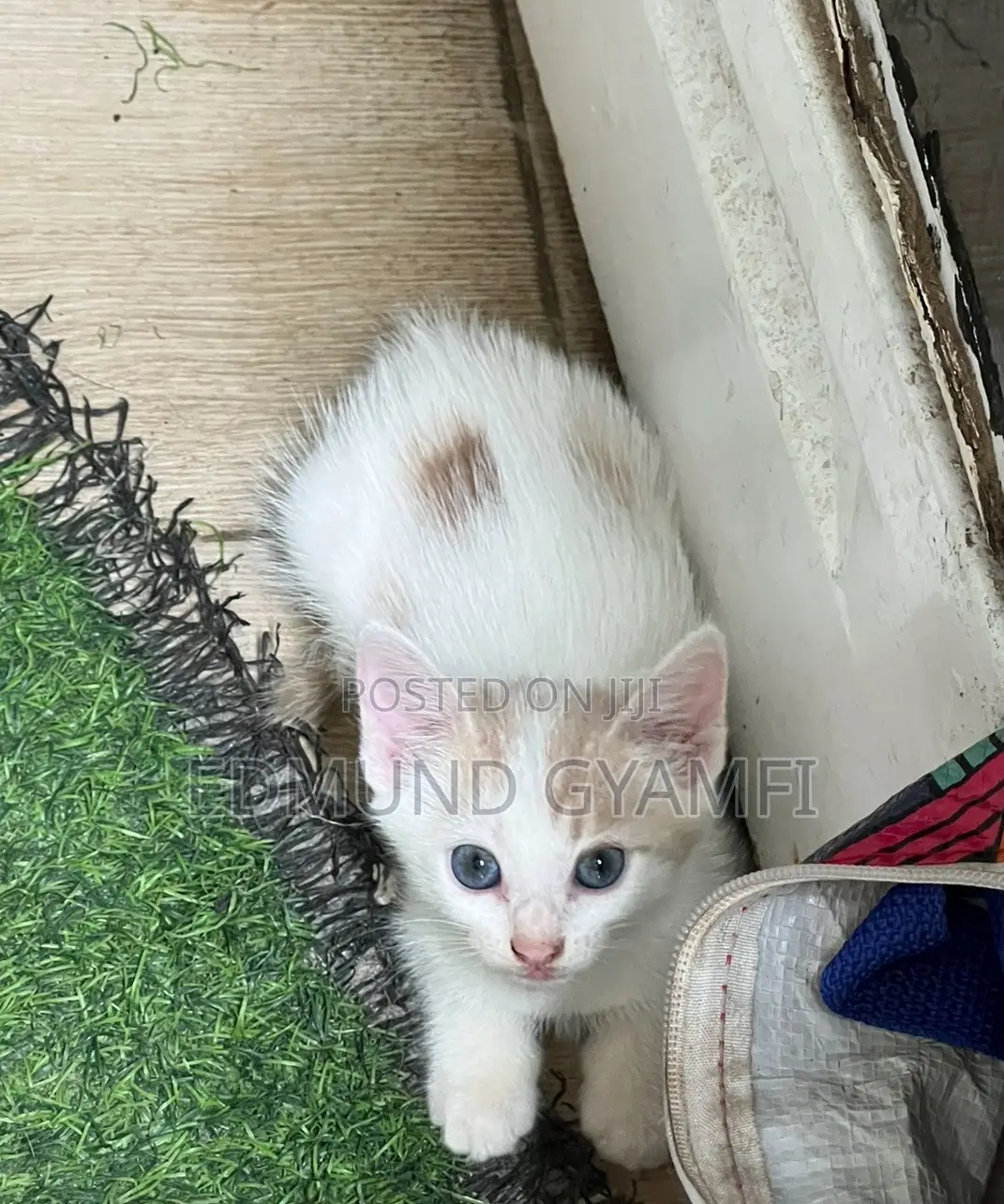 1-3 months Female Mixed Breed Mongrel (No Breed)