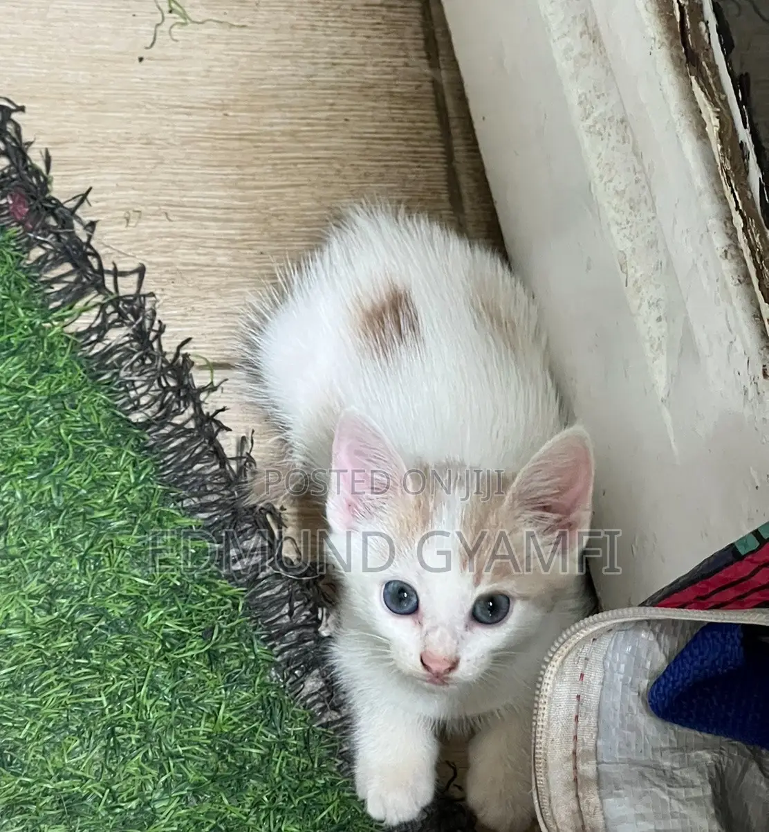1-3 months Female Mixed Breed Mongrel (No Breed)