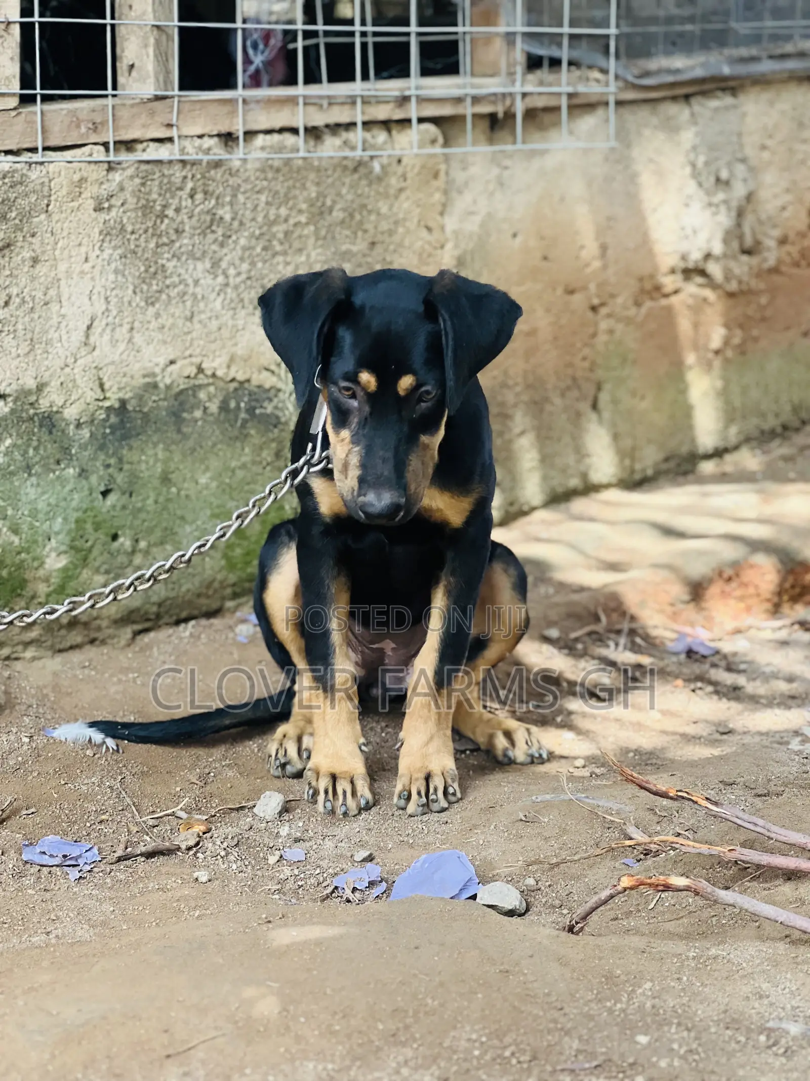 3-6 months Female Mixed Breed Boerboel