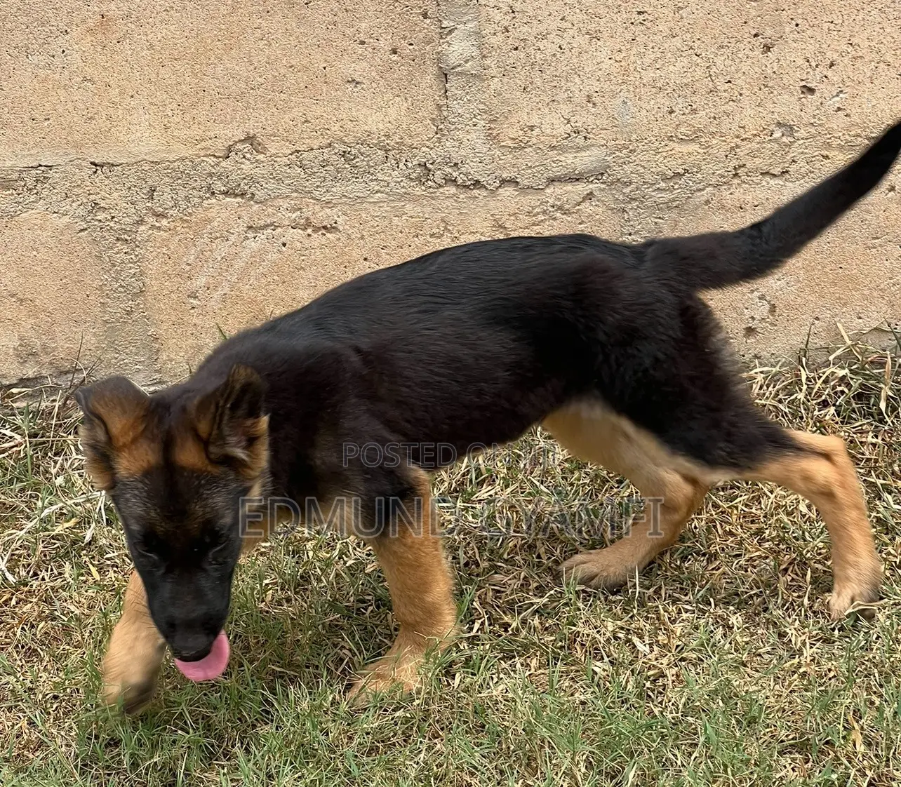 1-3 months Male Purebred German Shepherd