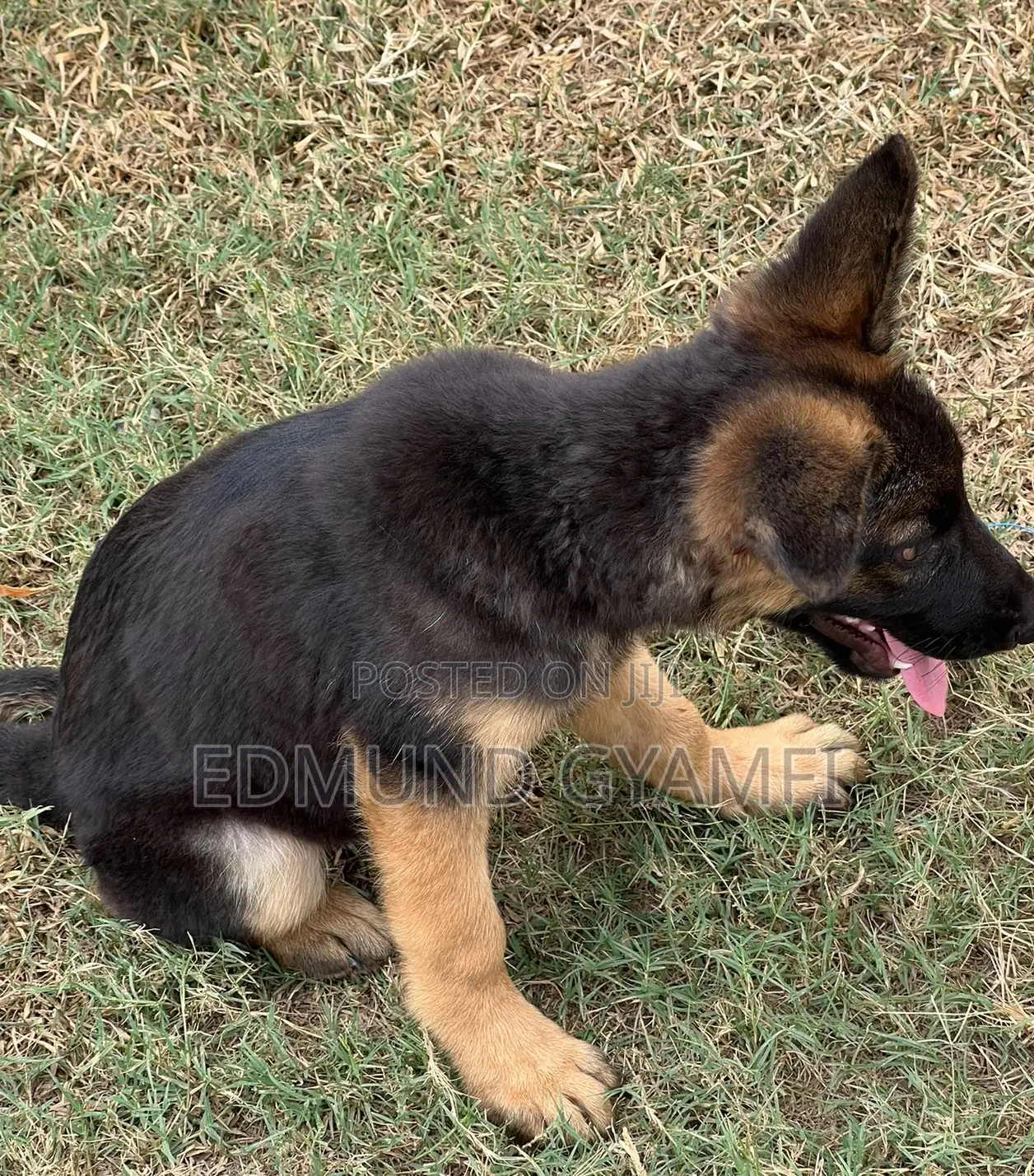1-3 months Male Purebred German Shepherd