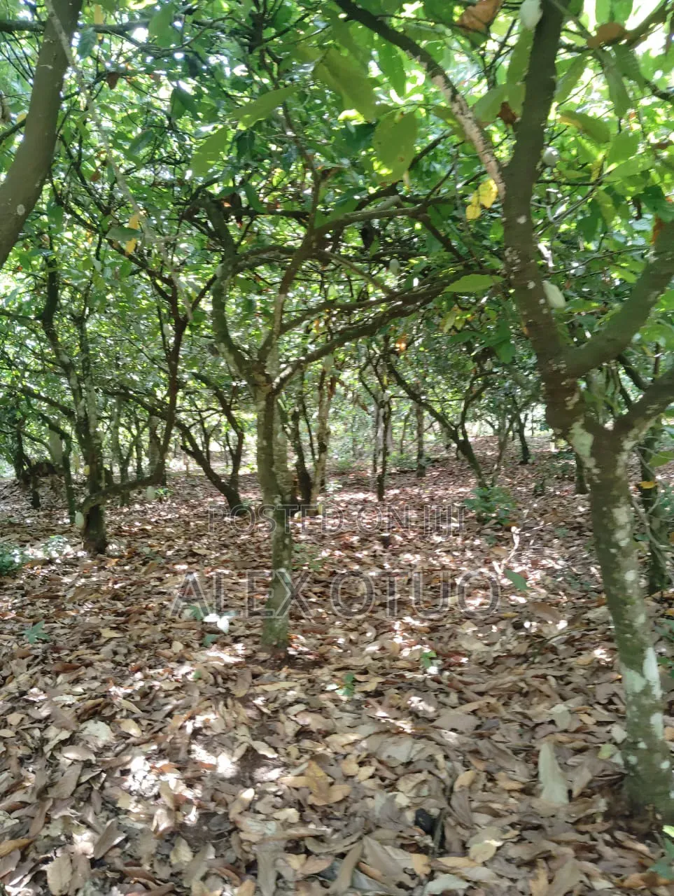 Plot of Land Back of Afari Military Hospital