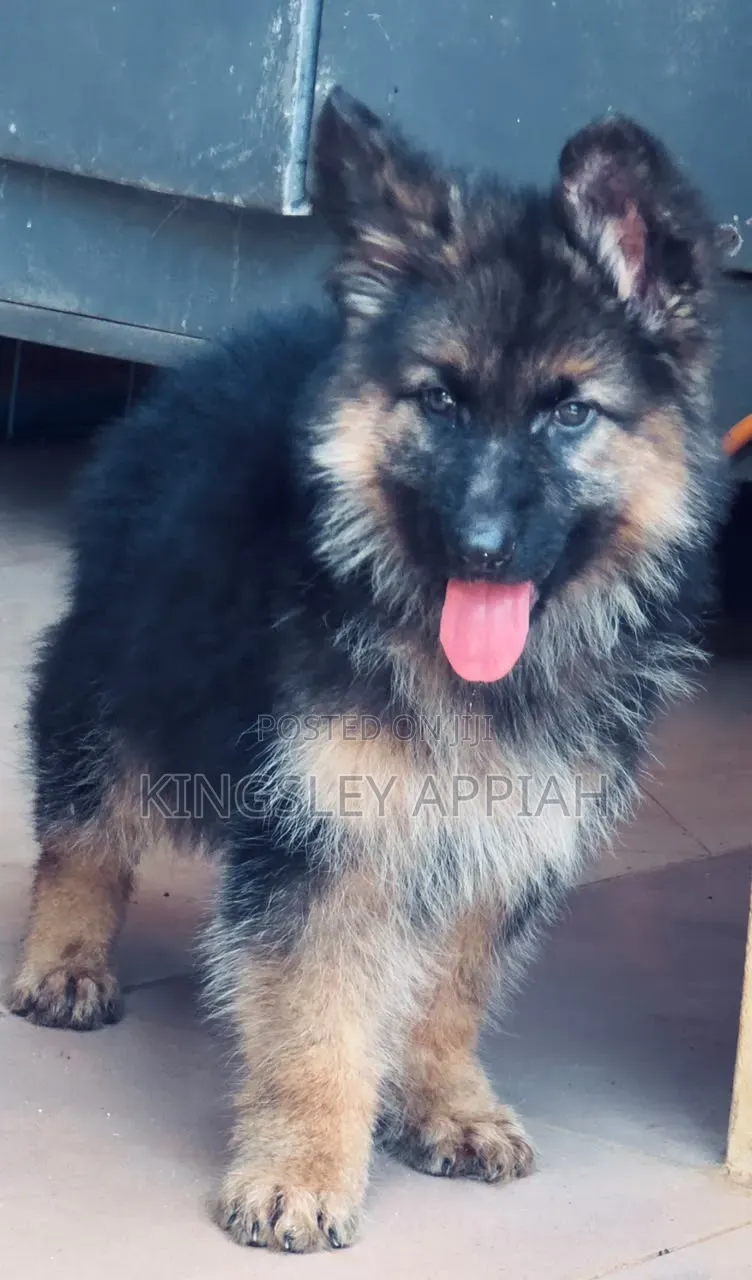 1-3 months Male Purebred German Shepherd