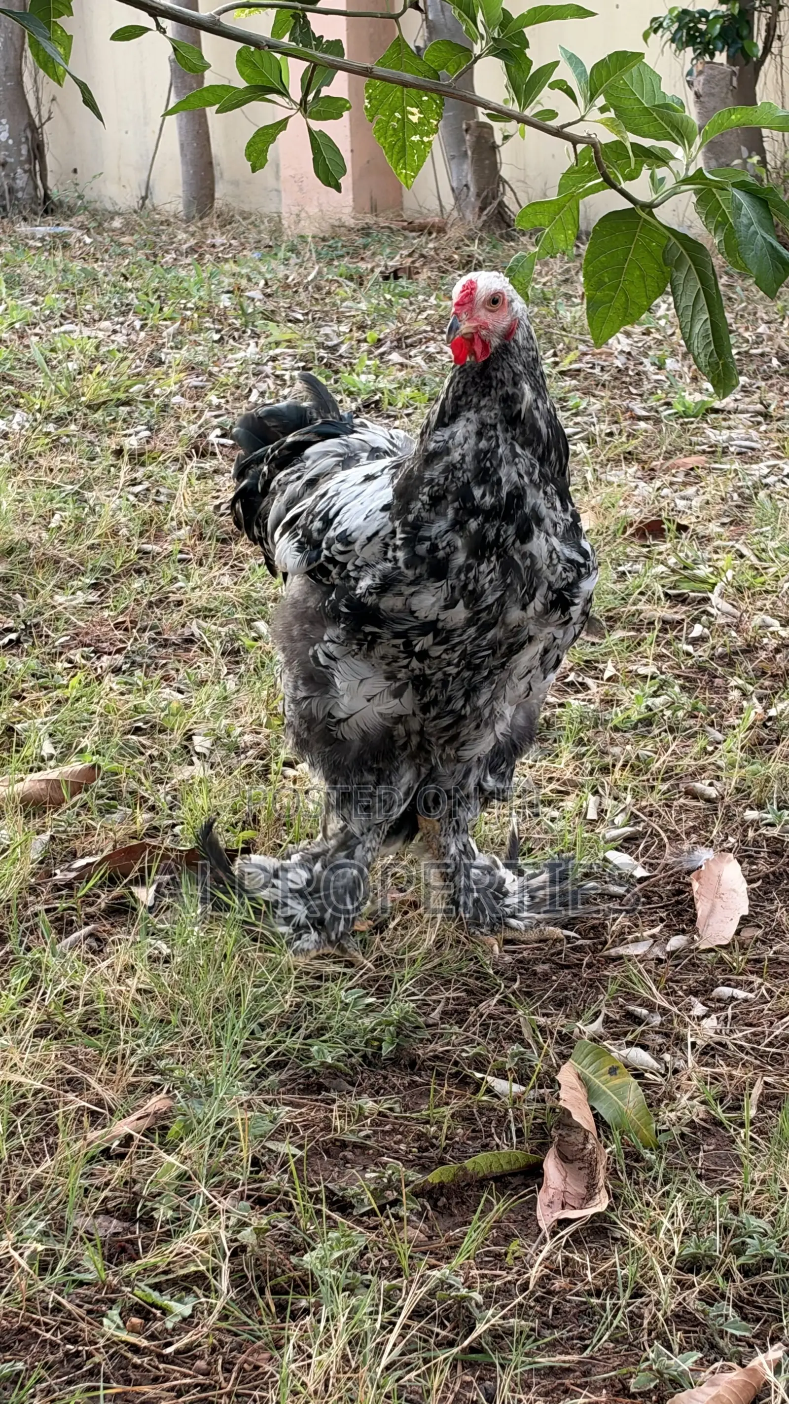 Brahma Chiken for Sale