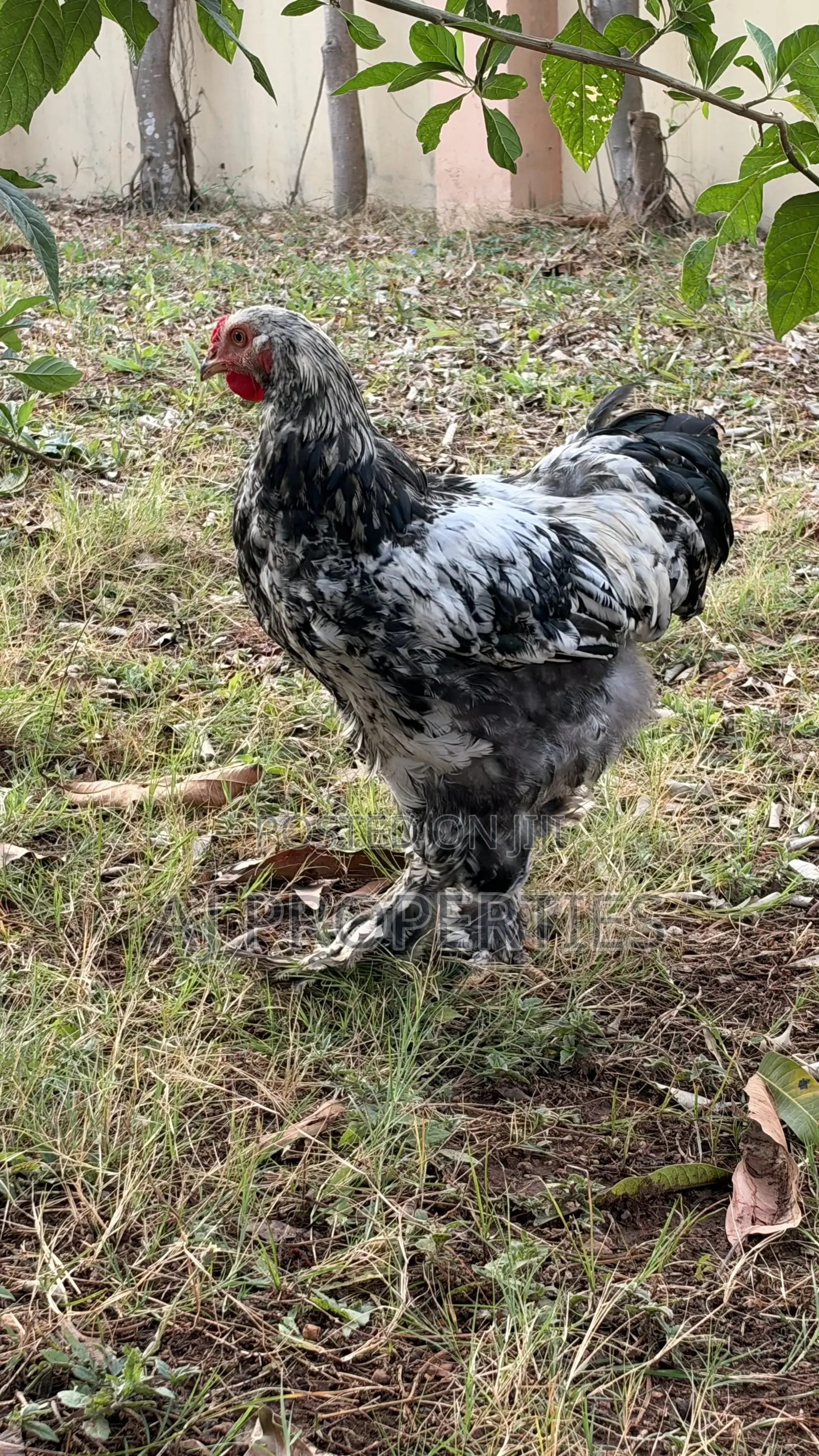 Brahma Chiken for Sale