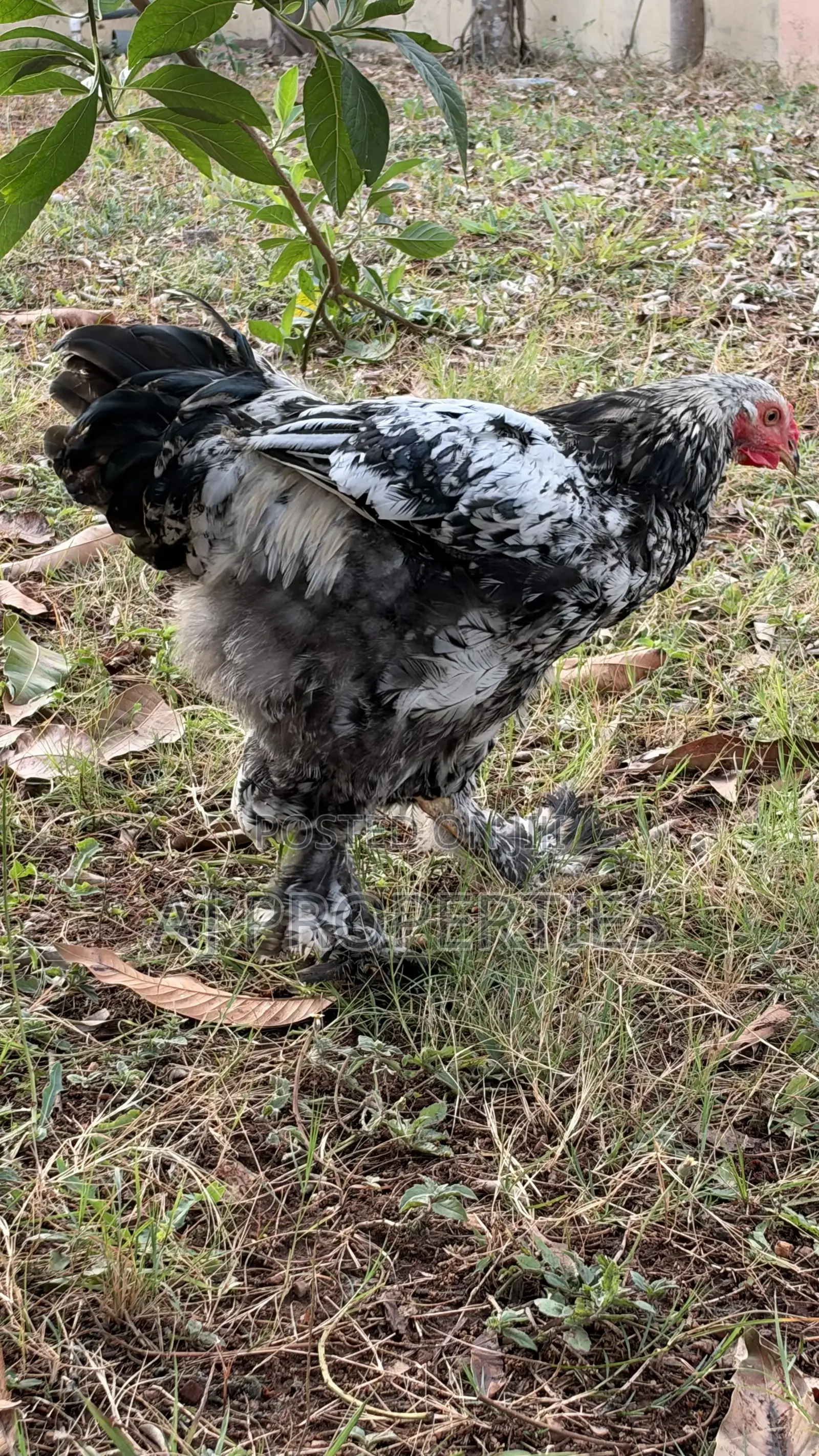 Brahma Chiken for Sale